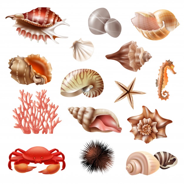 626x626 Seashells Vectors, Photos And Free Download