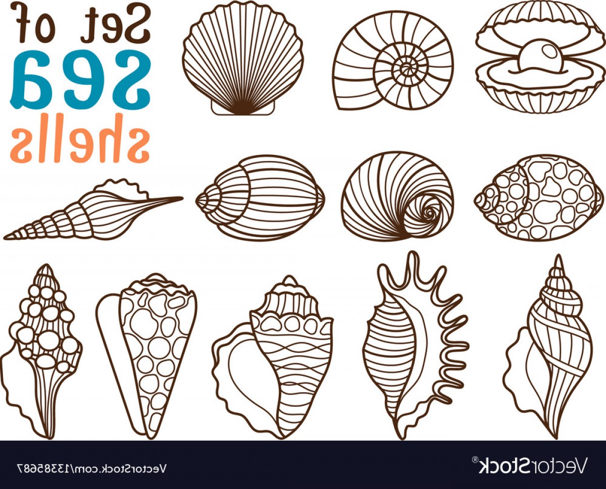 1200x969 Shell Vector Catchsplace
