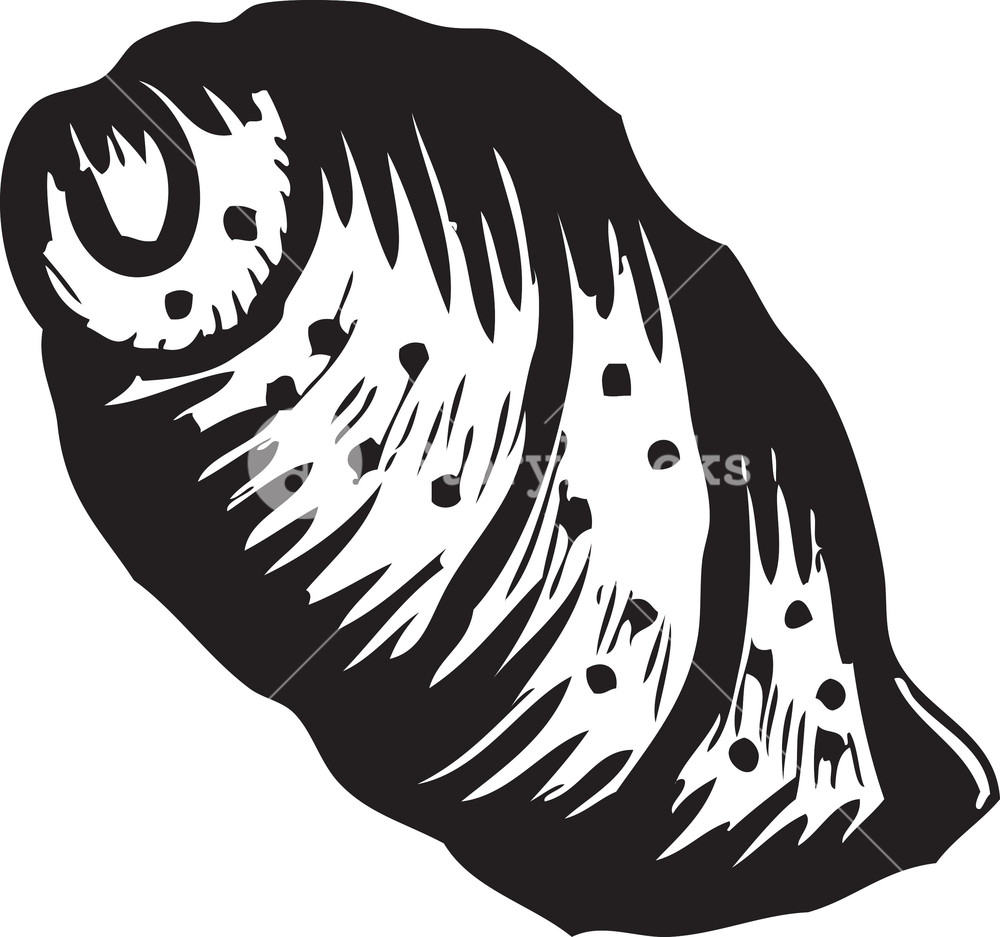 1000x937 Vector Sea Shell Royalty Free Stock Image