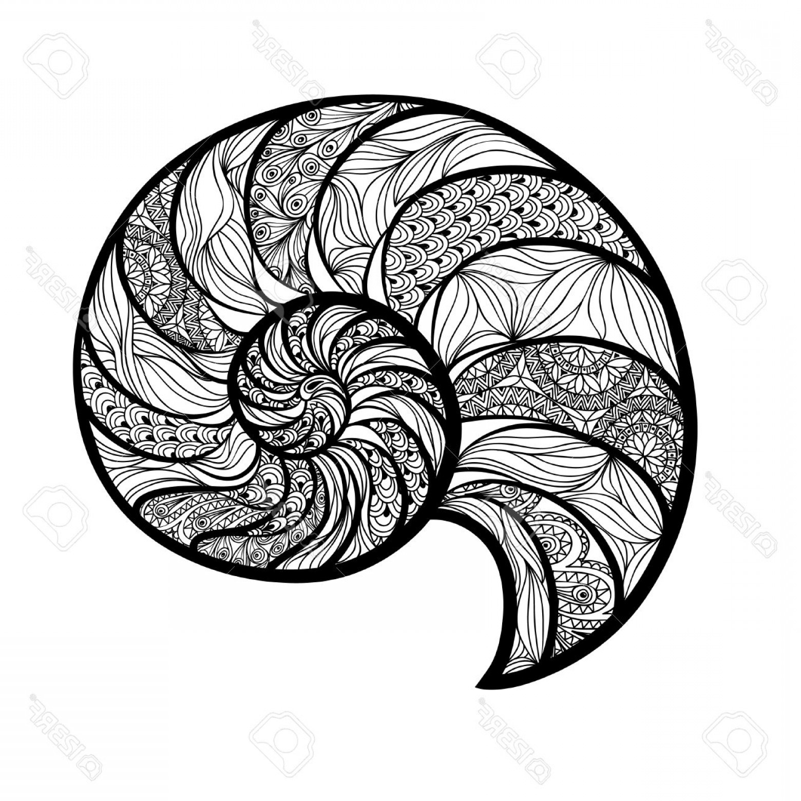 1560x1560 Photostock Vector Seashell Nautilus Sea Shell Set Ingraved Vector