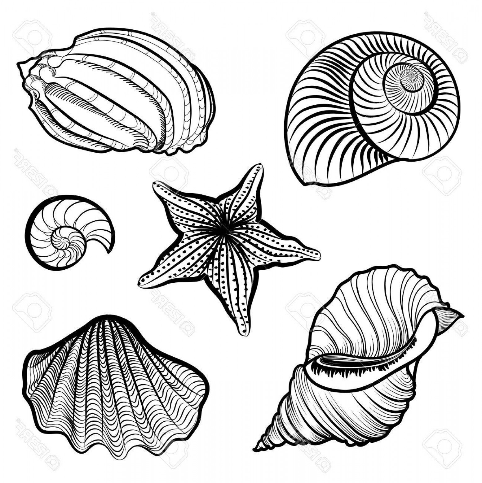 1555x1560 Sea Shell Vector Geekchicpro