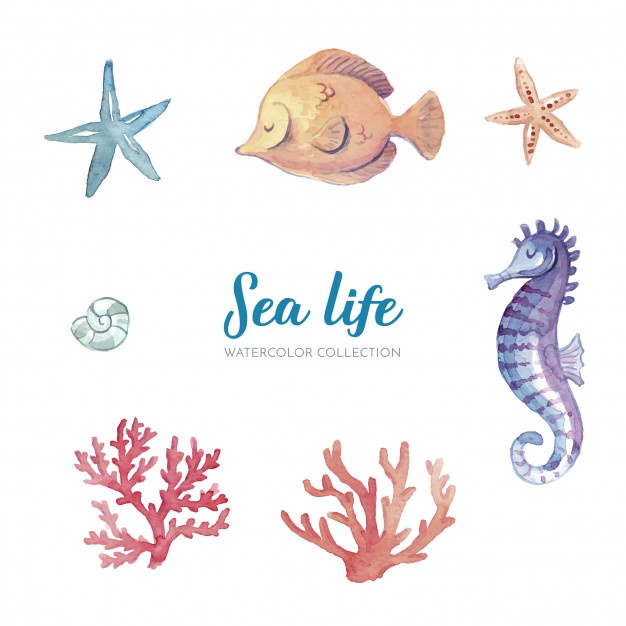 626x626 Seahorse Vectors, Photos And Free Download