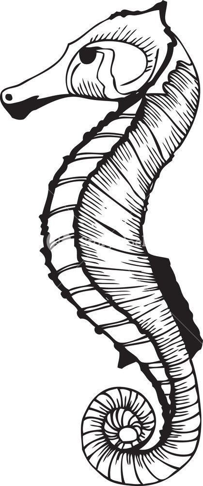 419x1000 Vector Seahorse Royalty Free Stock Image