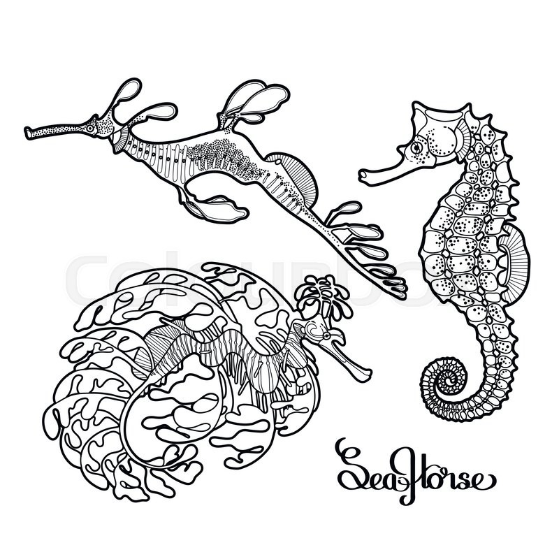 800x800 Graphic Vector Seahorse Collection Stock Vector Colourbox