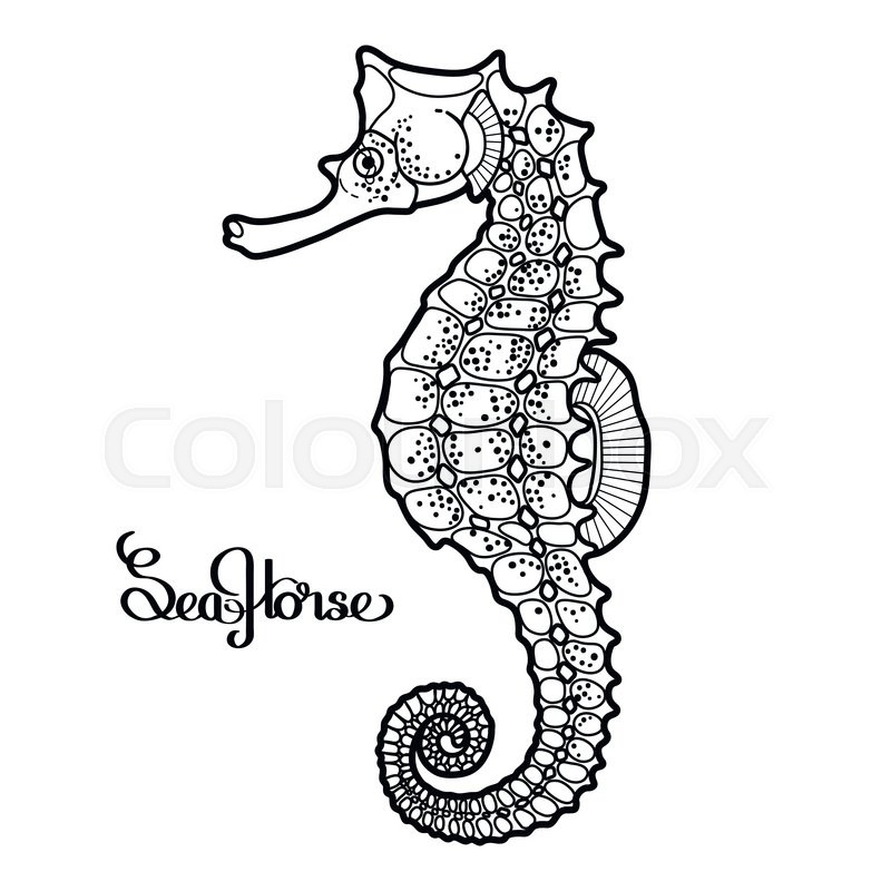 800x800 Graphic Vector Seahorse Drawn In A Stock Vector Colourbox
