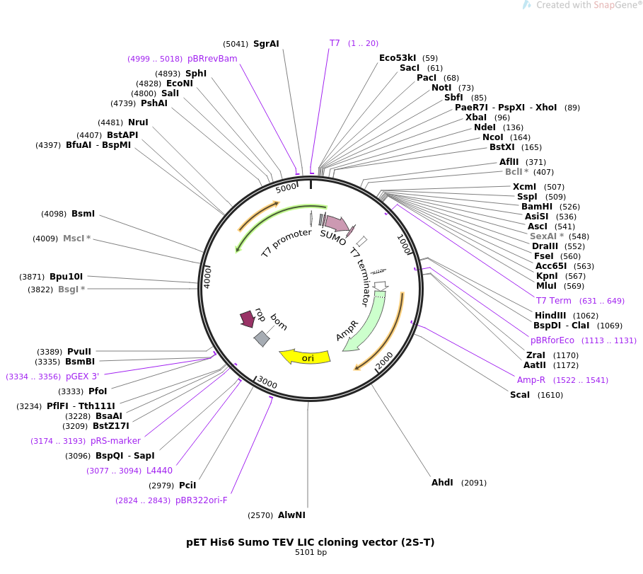 909x811 Addgene Pet Sumo Tev Lic Cloning Vector