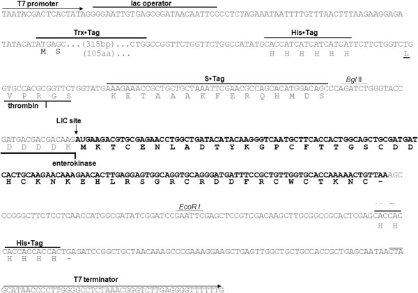 600x421 Sequence Map Of The Cloning Of Into The Expression Vector Pet
