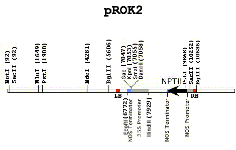 470x299 T Dna Recovery Protocol And Vector Sequence