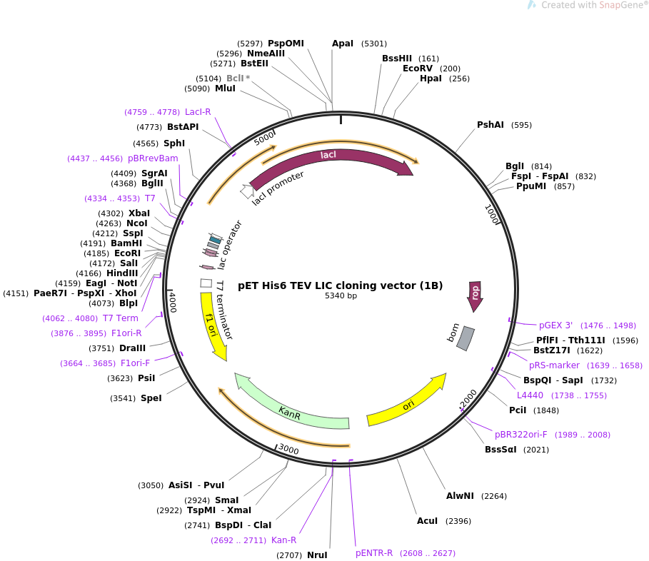 909x786 Addgene Pet Tev Lic Cloning Vector