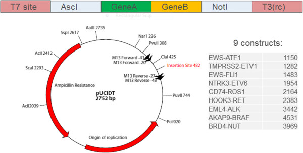 600x303 Vector Design The Gene Sequence Was Synthesized