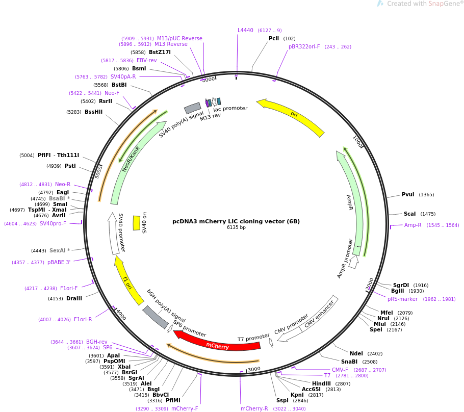 Addgene Mcherry Lic Cloning Vector 910x808 Addgene Mcherry Lic Cloning Vector