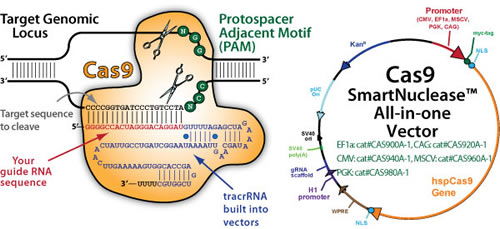 500x229 Crispr Smartnuclease Genome Engineering System Vector Based
