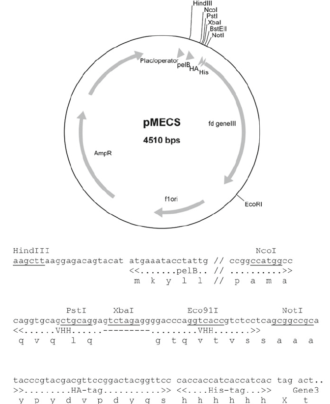 672x822 Map Of Pmecs Phage Display Vector Of Bp The Lac
