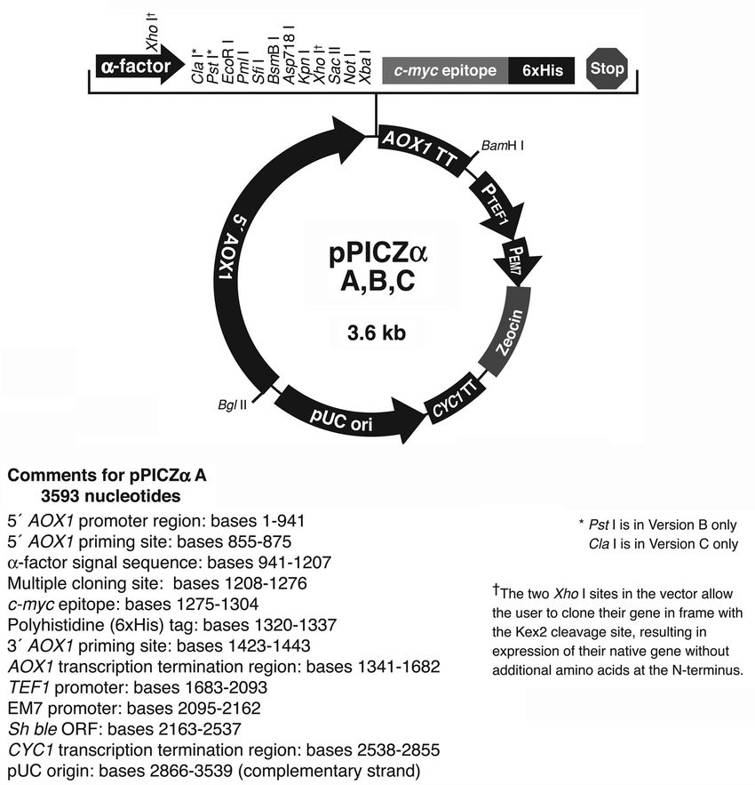 850x883 Pichia Pastoris Vector B, C Multiple Cloning Site