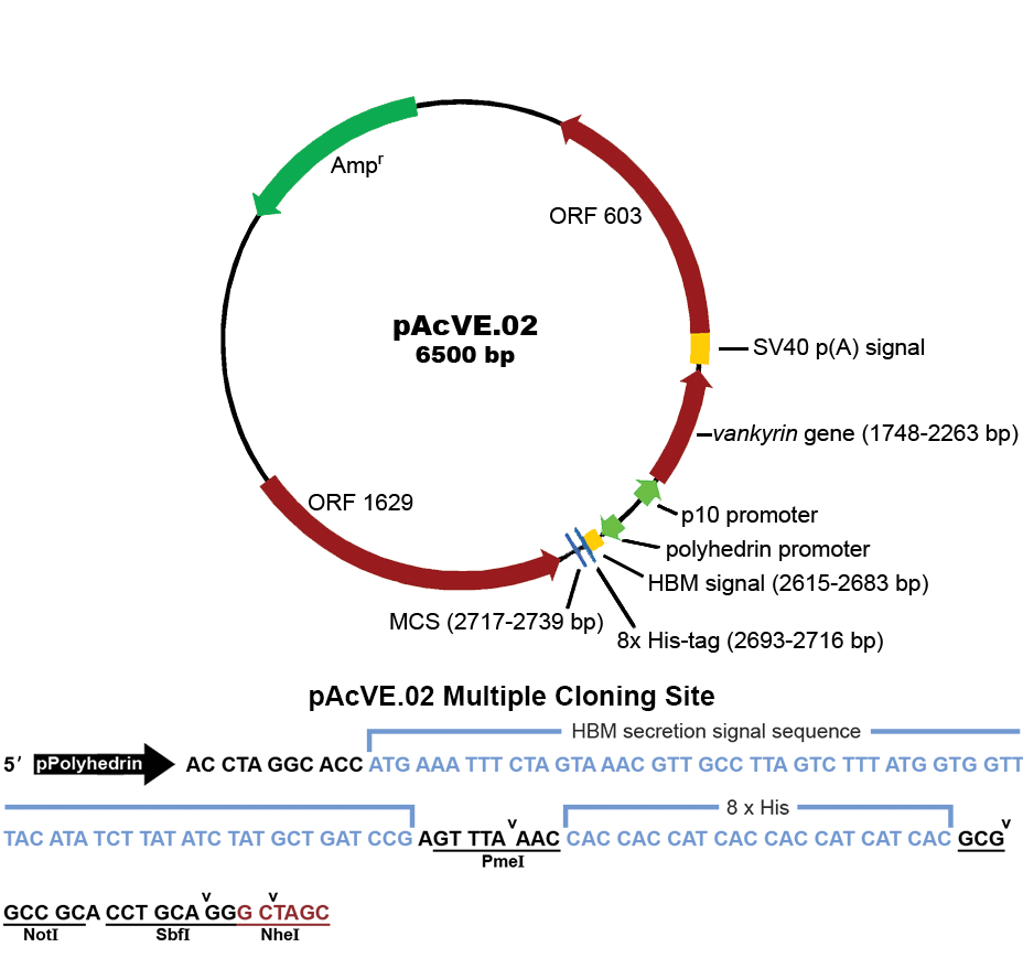 Ve Bevs Transfer Vector Resource 928x869 Ve Bevs Transfer Vector Resource