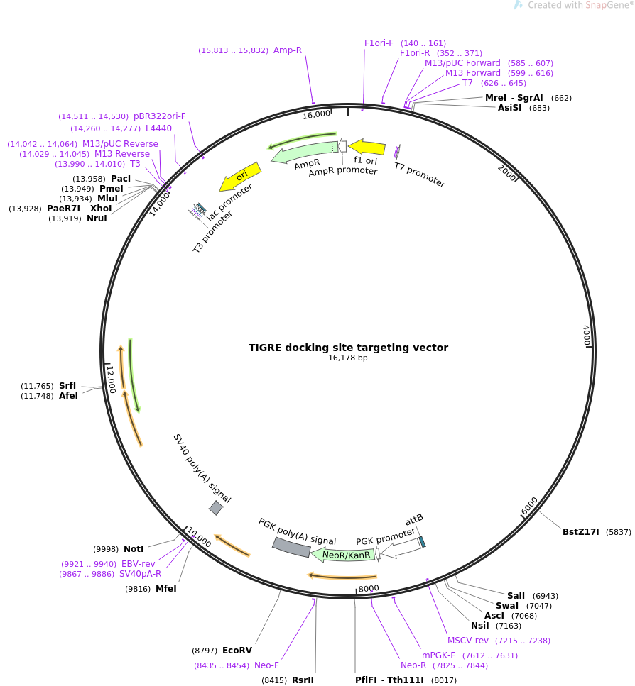 Addgene Tigre Docking Site Targeting Vector 894x967 Addgene Tigre Docking Site Targeting Vector