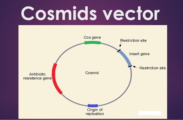 634x416 Cosmids Vector Geneticsmolecular