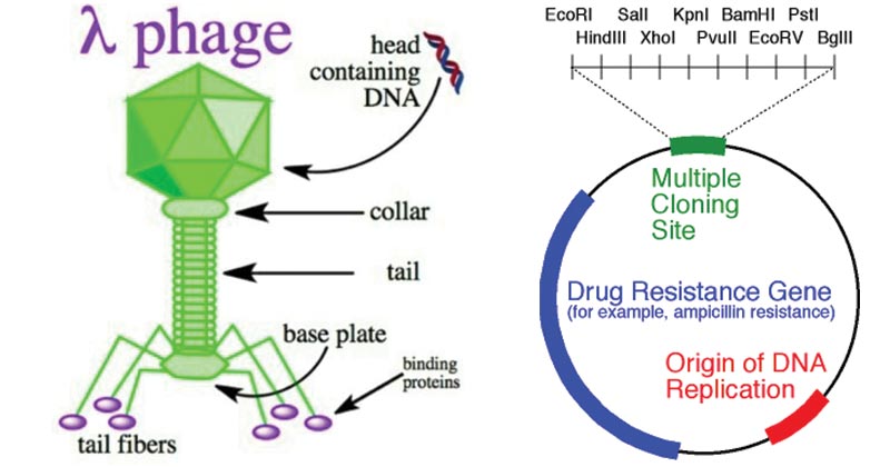 800x420 Cloning Vectors Molecular Biology Genetics Microbiology Notes