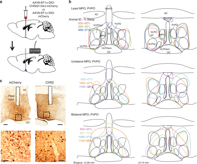 685x568 Galanin Neurons In The Ventrolateral Preoptic Area Promote Sleep