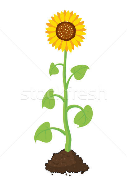 410x600 Vector Cartoon Of Garden Sunflower Grow In Soil Vector
