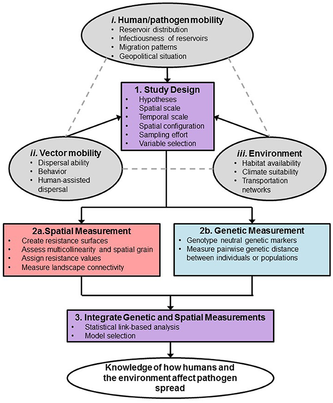 Frontiers Landscape Genetics A Toolbox For Studying Vector 686x829 Frontiers Landscape Genetics A Toolbox For Studying Vector