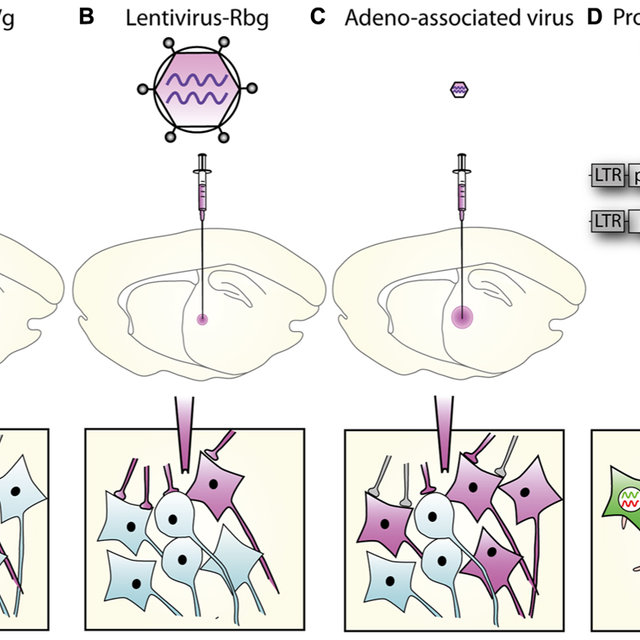 Lentiviral Vector Spread, Transduction, And Expression Is Mediated 640x640 Lentiviral Vector Spread, Transduction, And Expression Is Mediated