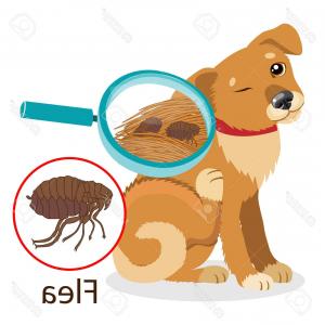Photostock Vector Life Cycle Of Dog Flea Vector Illustration 300x300 Photostock Vector Life Cycle Of Dog Flea Vector Illustration
