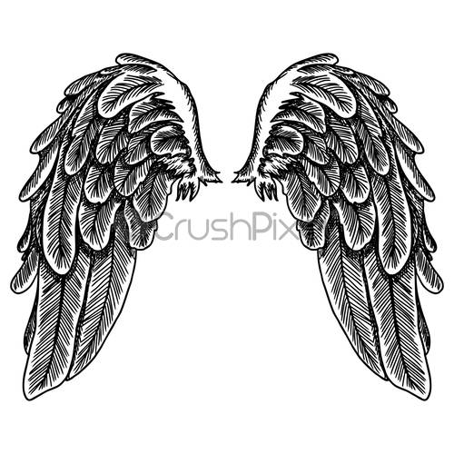 Spread Set Of Wings Hand Drawn Etched Woodcut Vintage Style, Stock 500x500 Spread Set Of Wings Hand Drawn Etched Woodcut Vintage Style, Stock