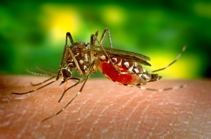 Climate Change And Vector Borne Disease In Humans In The Uk 736x487 Climate Change And Vector Borne Disease In Humans In The Uk