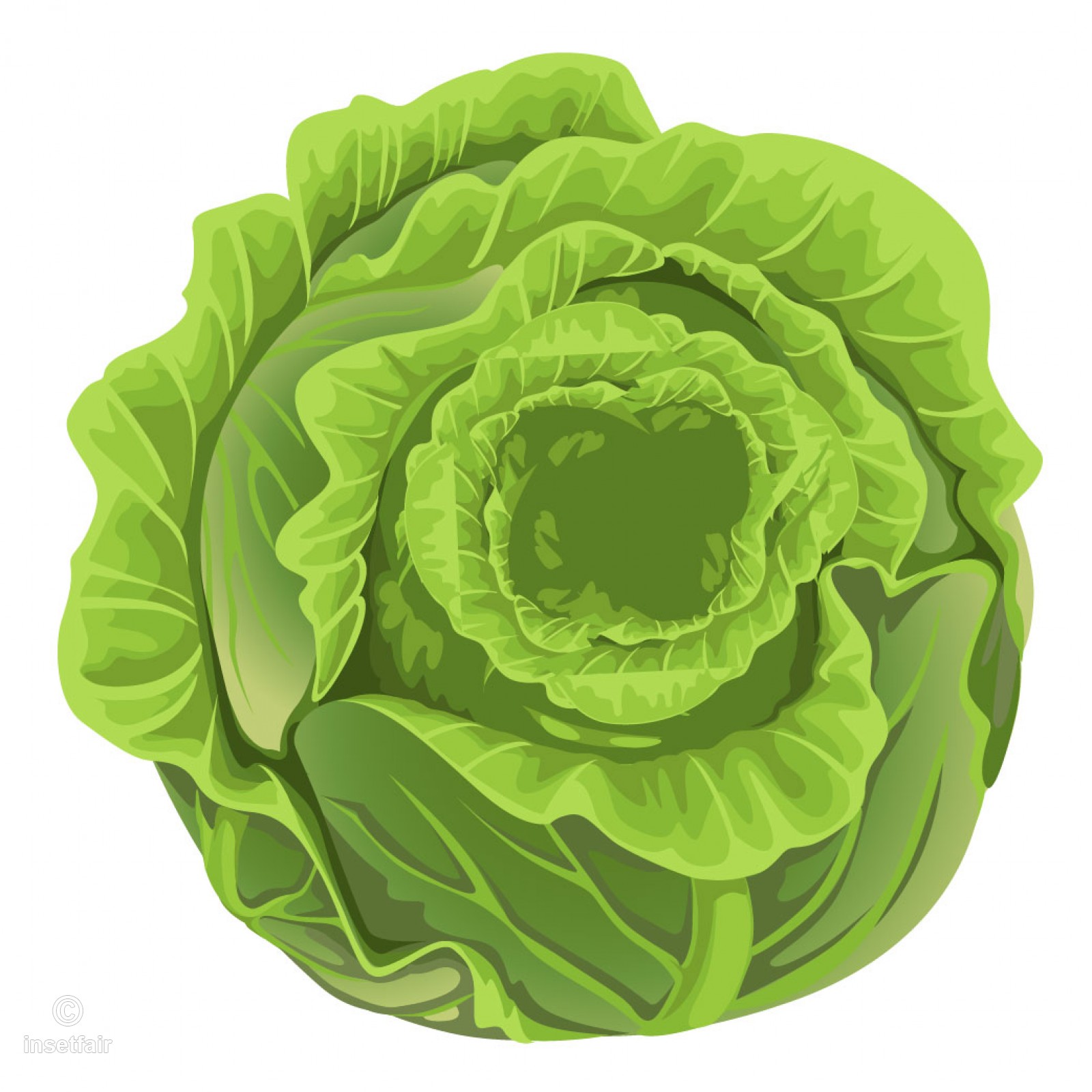 1600x1600 Beautiful Green Cabbage Vector Stock Image Royalty Free Illustration