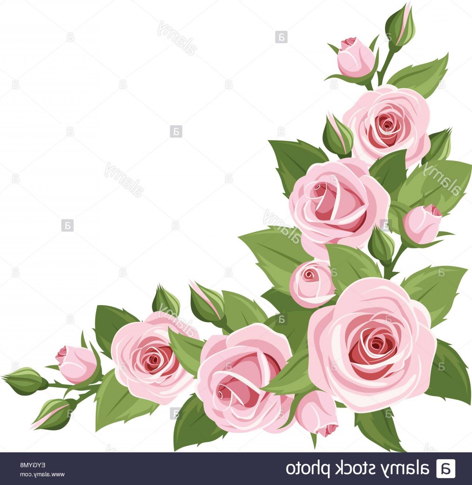 1560x1603 Pink Rose Vector Cqrecords