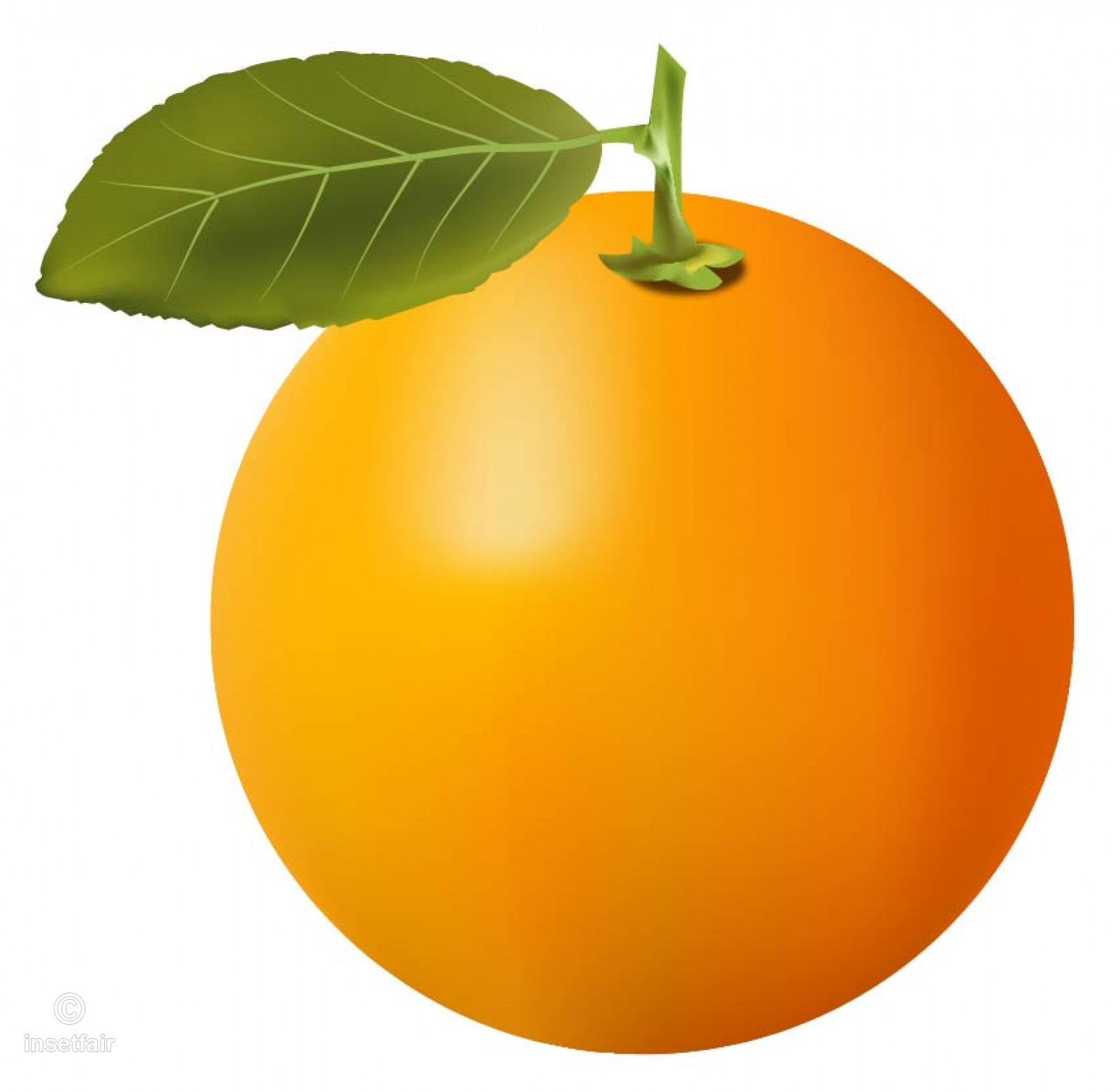 Attractive Orange Fruit With A Leaf Vector Stock Illustration Free 1600x1561 Attractive Orange Fruit With A Leaf Vector Stock Illustration Free