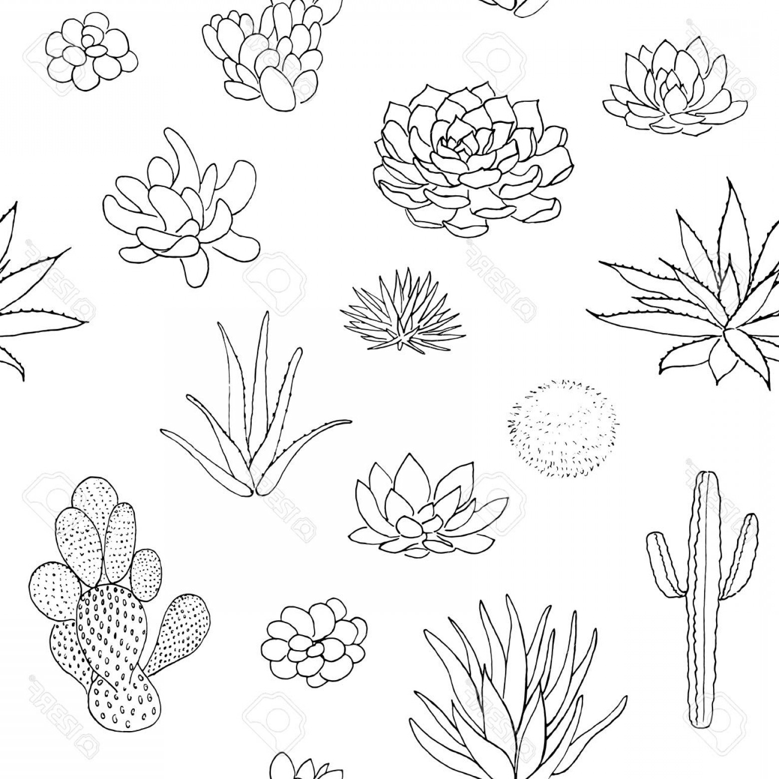 1560x1560 Succulent Art Vector Lamaison