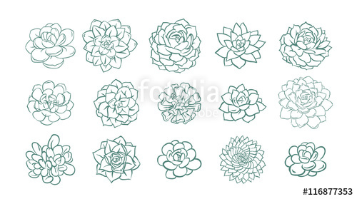 500x279 Succulent Illustration Line Sketch Set Stock Image And Royalty