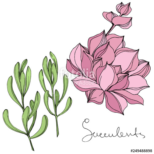 500x500 Vector Succulent Floral Botanical Flower Engraved Ink Art