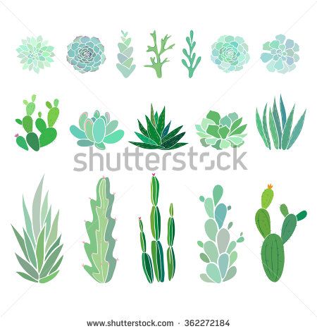 450x470 Succulents And Cactus, Vector Floral Illustration Crafts