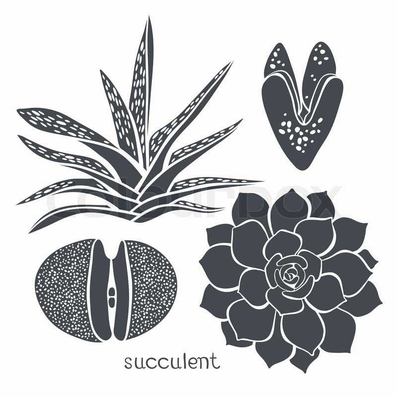800x800 Graphic Set With Succulents Isolated Stock Vector Colourbox