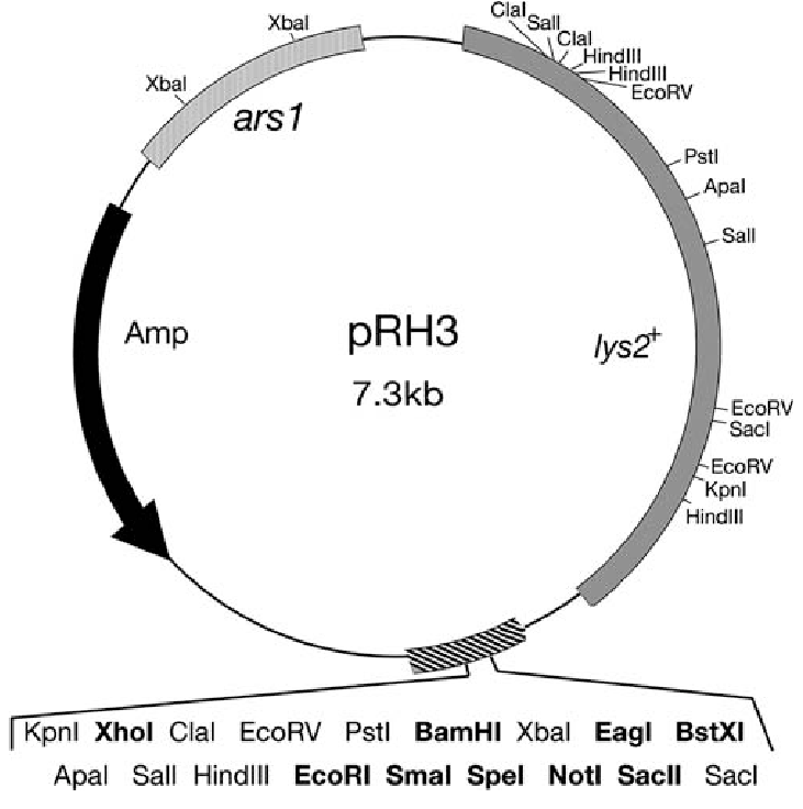 731x736 Schematic Of The Cloning Vector Plasmid Was Constructed
