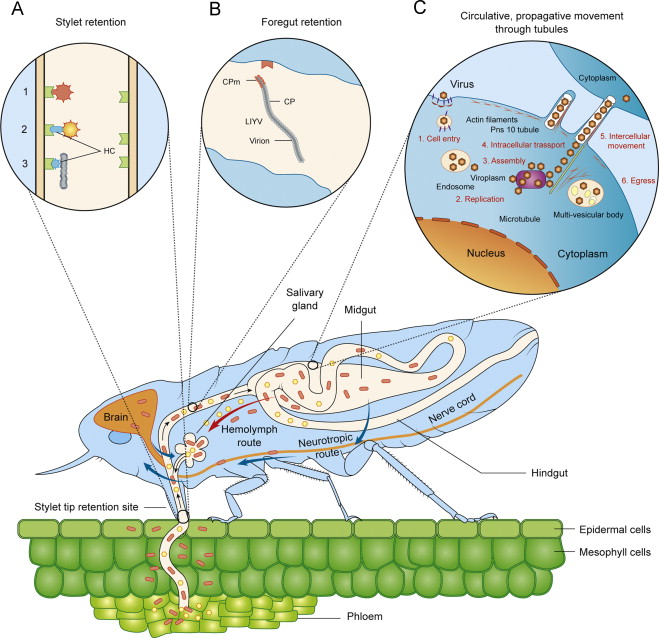659x638 Insect Vector Mediated Transmission Of Plant Viruses
