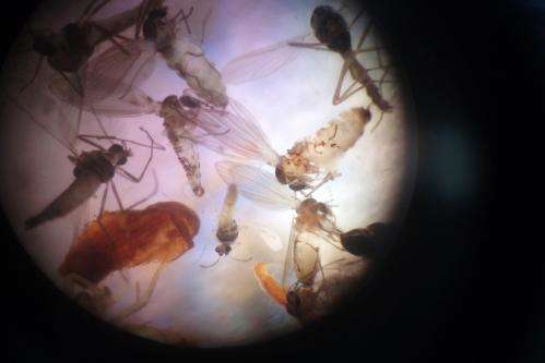 499x333 A New Kind Of Light Bulb Traps Insects That Carry Vector Borne