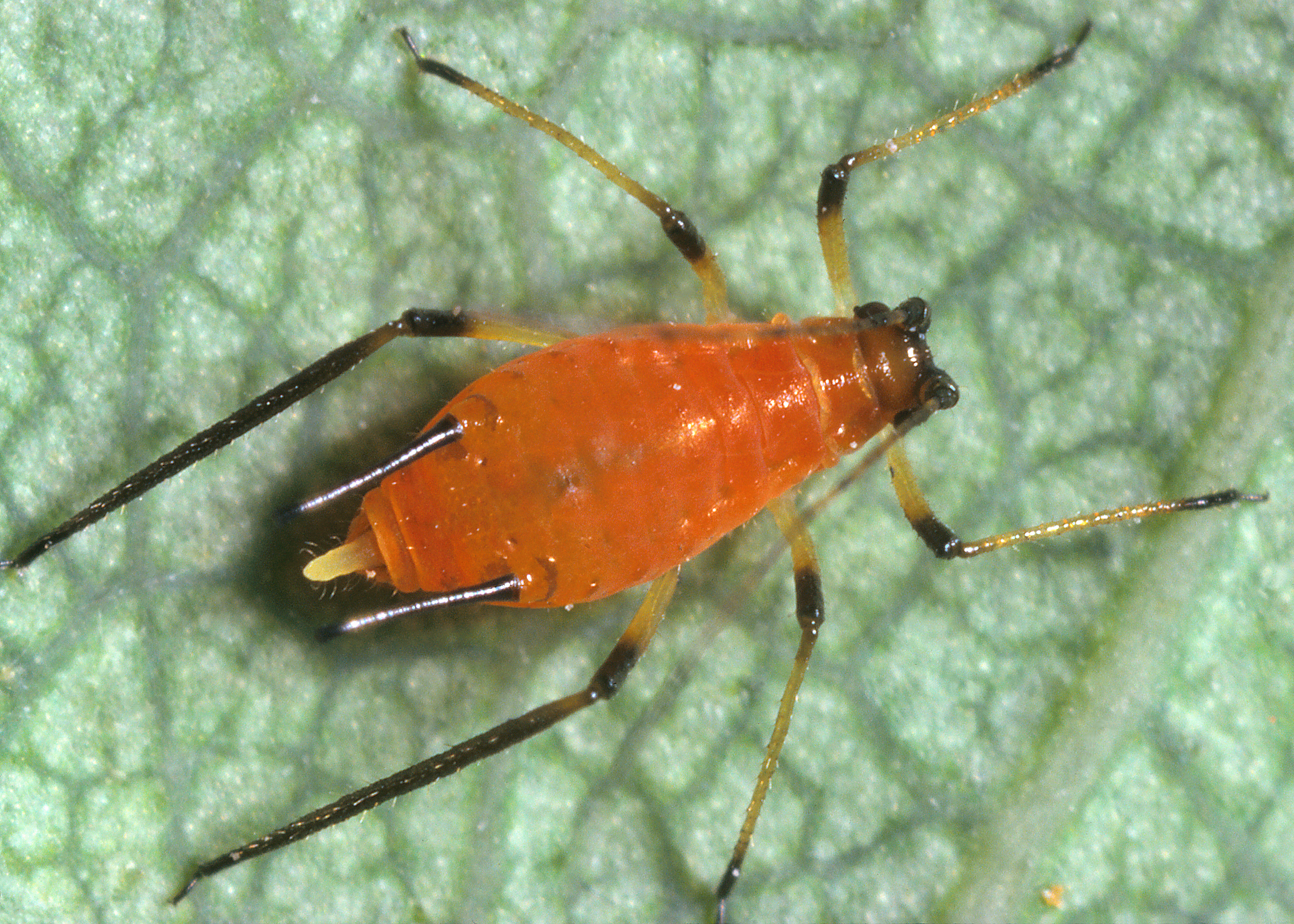 5826x4164 Aphid