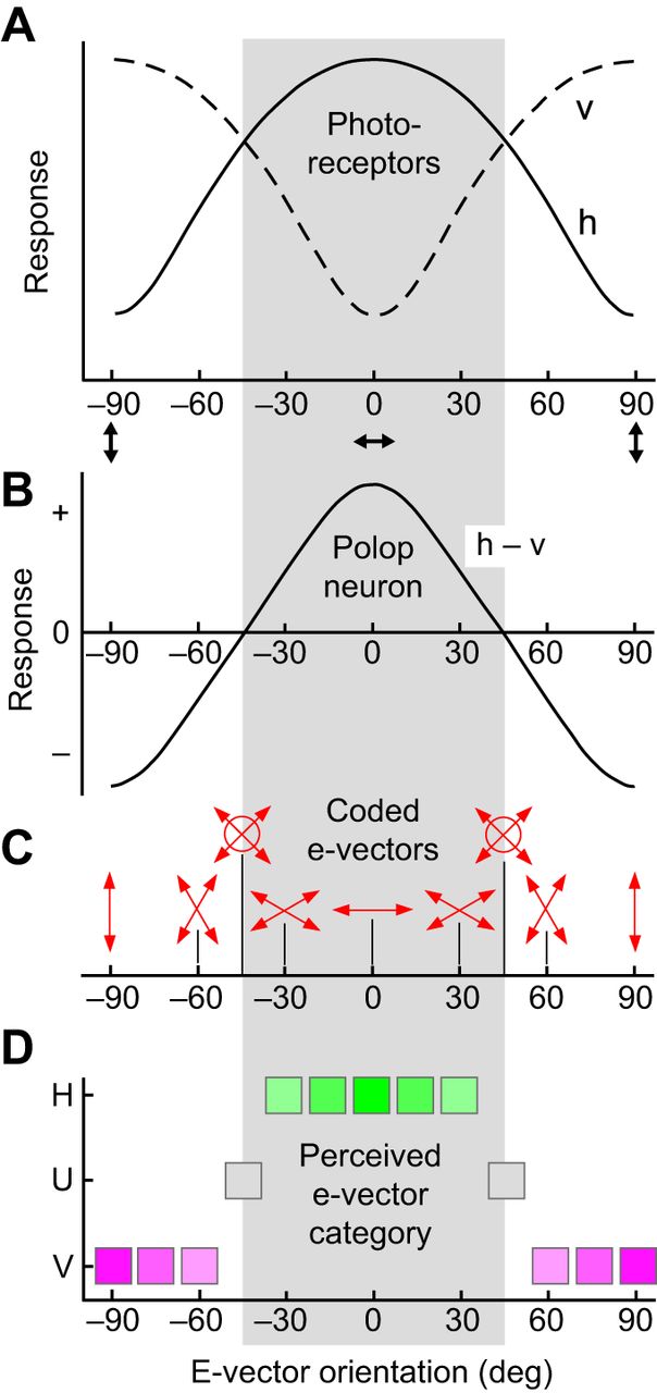 604x1280 Can Invertebrates See The E Vector Of Polarization As A Separate