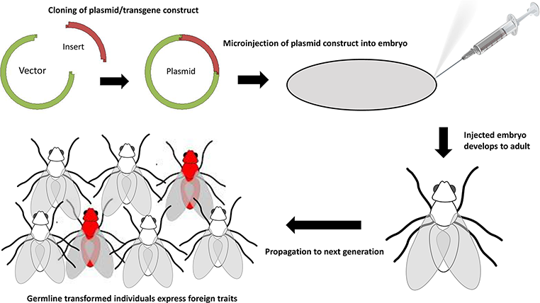 762x428 Developing The Arsenal Against Pest And Vector Dipterans Inputs