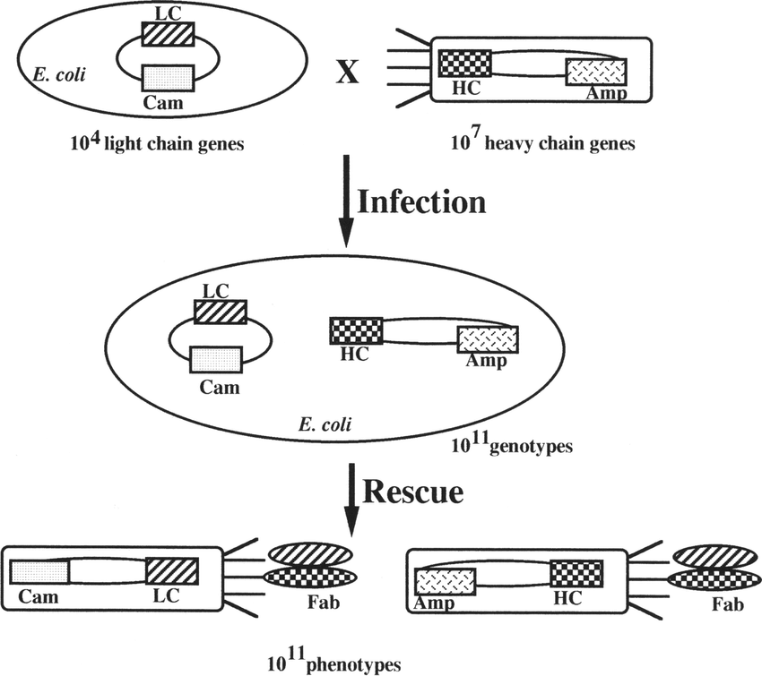 850x755 A Tandem Vector Expression System For The Construction Of Phage