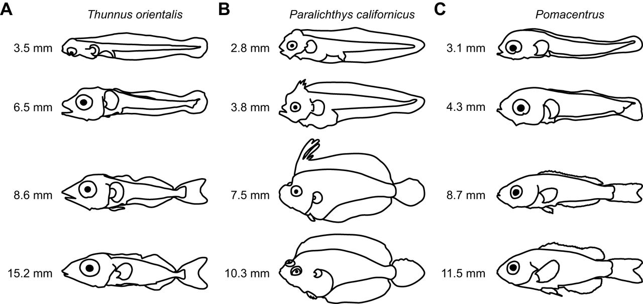1280x606 Biomechanics Of Swimming In Developing Larval Fish Journal