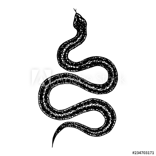 500x500 Hand Drawn Vintage Snake, Vector Illustration Snake Silhouette