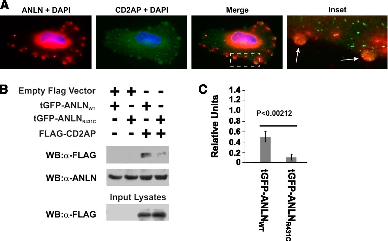 1280x797 Vector Td Download