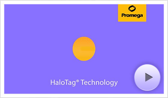 560x326 Cmv Neo Vector Protocol