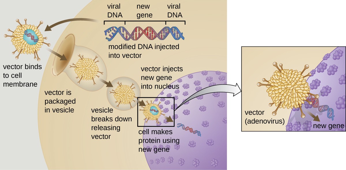 1200x591 Gene Therapy Microbiology