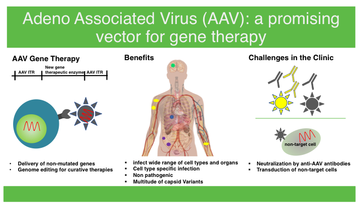 720x405 Adeno Associated Virus